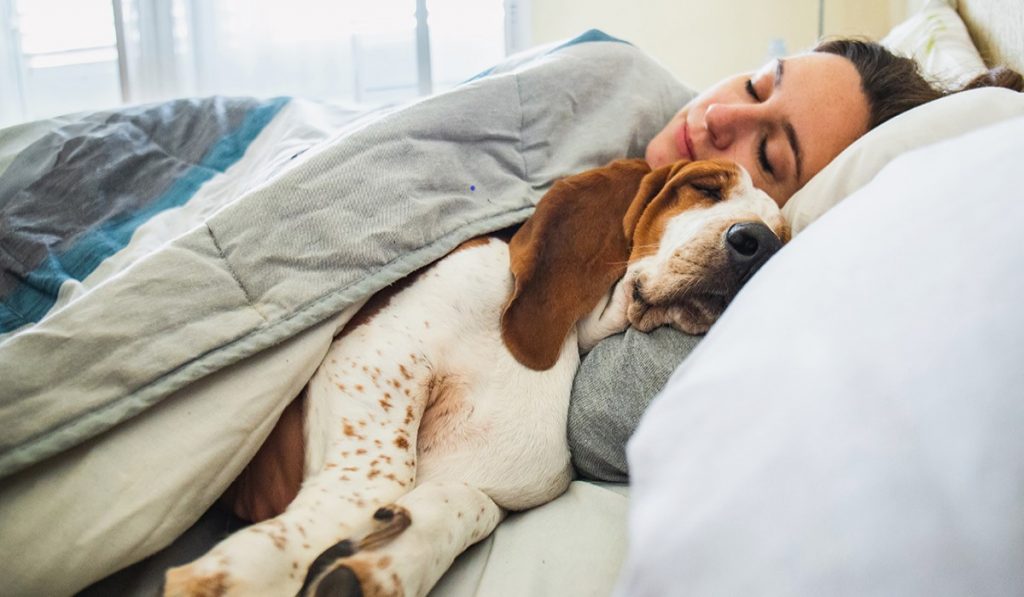 Understanding Your Pet’s Sleep Schedules